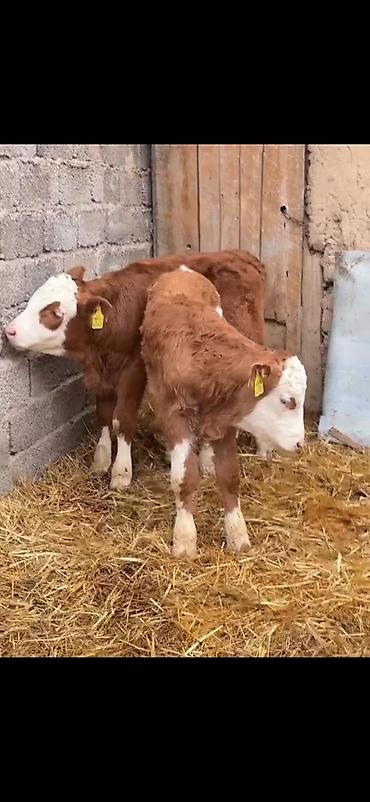 Dana, buzov: Iki ədəd erkek dana biri 2 aylıq biri 51 günlük ikisidə erkrkdi temiz — 1