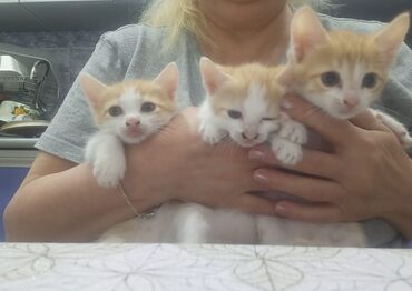 pişik eşyalari: Erkək, Dişi, Yaxşı əllərə, Ünvandan götürmə
