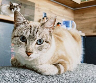 отдам даром котенка сфинкса: Кошка даром: Экзотическая, 1 год, Девочка, Приучена к лотку, Проглистована