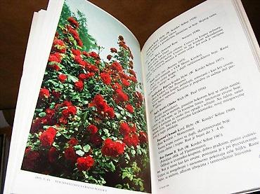 rozenkolis cena: Inž. Karolj KarasekGajenje ružaNolit, 1976. Mek povez, 155 strana — 2