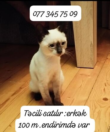 it pişik: Siam, Erkək, Ünvandan götürmə