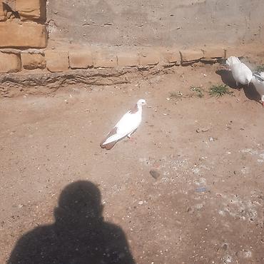 qara toyuq quşu: Qiymete gore narhat elmiyin sondu desde qirmiz quyruxdu seykadi xam — 2