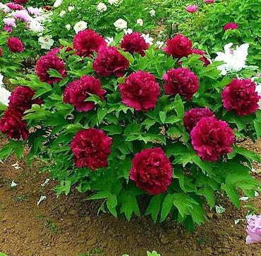 Пион: Пионы — клубни/саженцы Пионы травянистые Пионы клубнями. Пионы — 5