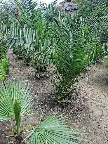 Çöl bitkiləri: Ağac, gullerin satişi — 14