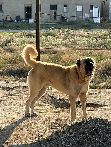 golden it cinsi: Qurdbasar, 2 il, Erkək, Peyvəndli, Rayonlara çatdırılma — 2