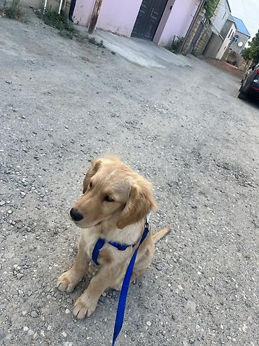 balaca it cinsi: Salam qizili temiz qan 3 ayliq erkek golden retriever peyvend — 4