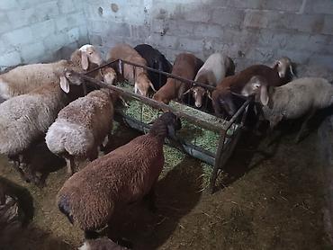 животные кошки: Продаю | Баран (самец) — 3