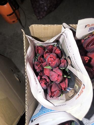 Букеты из живых цветов: Розы и тюльпаны к 8 Марта - Срезанные свежие розы в ассортименте — 12