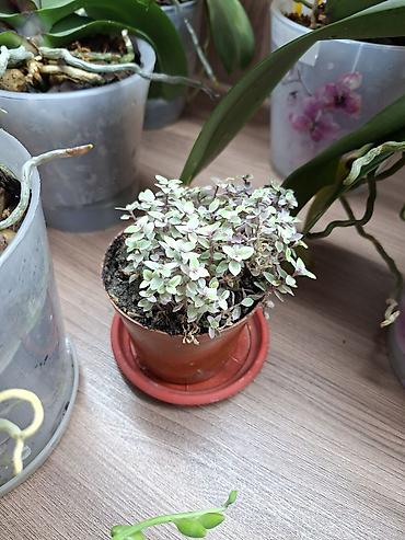 комнатные лимоны: Филодендрон ‘Birkin’ + сциндапсус пестролистный (Epipremnum aureum — 6
