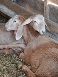 дом для собаки: Арашан козу кочкор сатылат