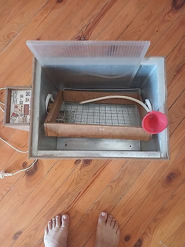 inkubator kreditle: 50 yumurta, Rusiya, Tam avtomat — 1