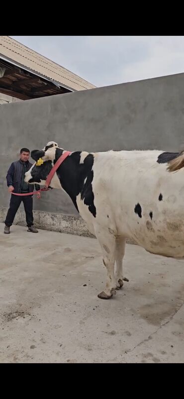 Inəklər, öküzlər: Süd istiqamətli inək – Holştayn tipli, ağ-qara rəngli. Xüsusiyyətlər — 11
