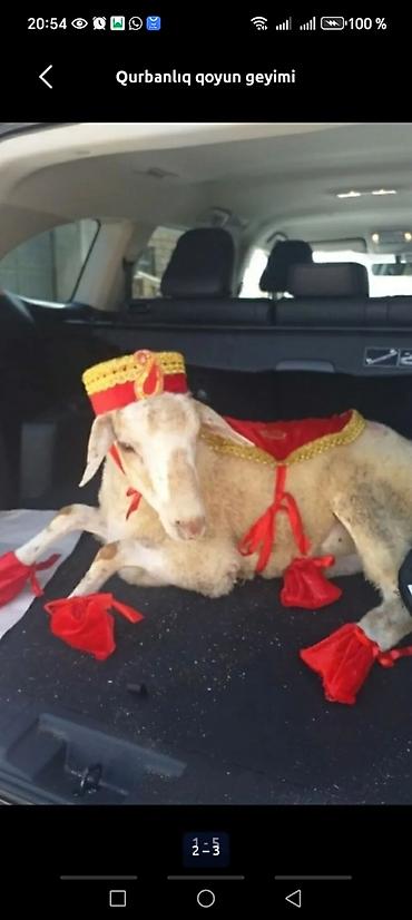 heyvan ve insan seksi: Qurbanlıq qoyun üçün bəzəkli geyim dəsti - Dəst tərkibi: qırmızı — 2