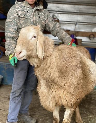 Баран, овца: Продаю | Баран (самец) | Для разведения | Племенные — 1