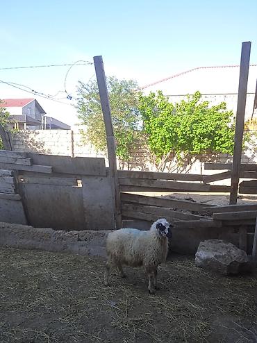 yetim quzu: Qurbanlığa yarayan Erkey quzu 240 manatdi — 2