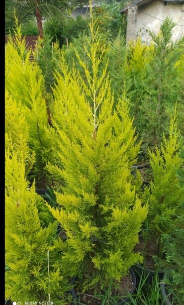 Сковородки: Hər növ ağaclar Şam ağacları .Finik .Palma Və s güllər Satışı var