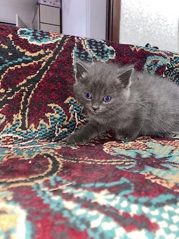 Отдам даром кошку: Кошка бесплатна 🐈🐈‍⬛ Адрес-Акжар — 2