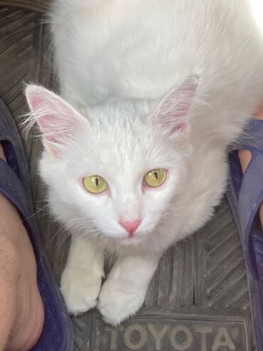 мейн кун бишкек питомник lyubushka купить котенка цена фото: Кошка породы турецкая ангора. В связи с переездом ищет новых хозяев