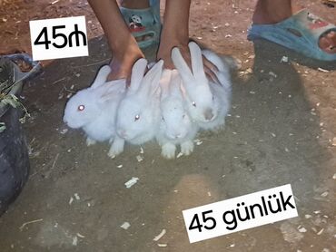 dovşan şəkilləri: Dovşan satılır 25 eded 9 böyük 16 bala tək də satılır hamı birgə də