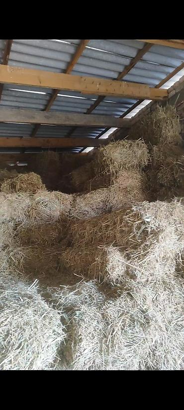 Корма для с/х животных: Сено в тюках

кастра с камышом 130 сом. 400-500 шт — 1