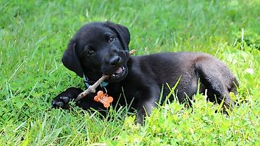 Labrador-retriver, 1 ay, Erkək, Peyvəndli lalafo.az -da Labrador-retriver, 1 ay, Erkək, Peyvəndli