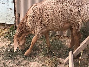 бишкек собака: Сатам | Козу, Кочкор (эркек) | Арашан | Көбөйтүү үчүн — 6
