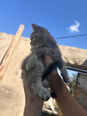 pisik yemi: Şirin balaca pişik balası - Cins: Qısa tüklü, tünd-boz və krem — 3