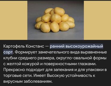 семина картошка: Картошка Оптом
