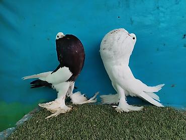 Göyərçinlər: Satilir pomeran Dutular 2 Cut Var cutu 120 Manatdi Bir cut Ag Qara Var — 4