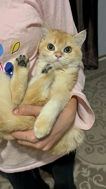 Котёнок, порода британская (окрас золотой шиншилла/голден)