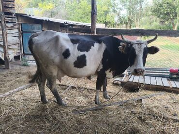 продам ячмень оптом: Продаю | Корова (самка)