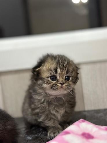 Pişiklər: Şotland — 7