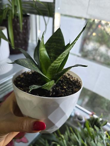 Антуриумы: Антуриум Андре (Anthurium andreanum) - Эффектный комнатный ароид с — 21