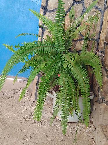 manqal ölçüləri: Nephrolepis exaltata (Boston qıjısı) – dekorativ otaq və eyvan bitkisi — 4