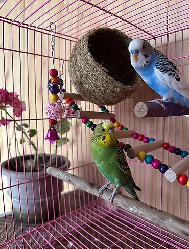 певчий попугай цена: 🦜 Продаю двух волнистых попугайчиков вместе с клеткой В комплект — 2