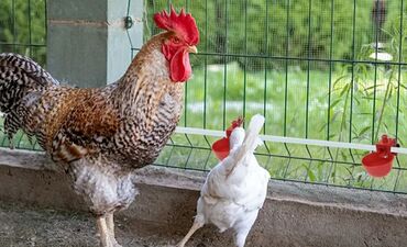 Qidalandırıcılar: Yem qabı, Su üçün, Quşlar üçün, Rayonlara çatdırılma, Ünvandan götürmə, Ödənişli çatdırılma