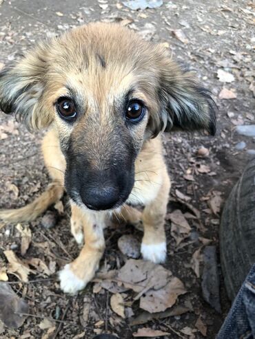 Отдам даром собаку: Щеноки бардер-колли, среднего размера . умные,домашние,мальчики.6 — 4