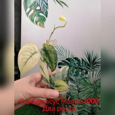 Эпипремнумы и сциндапсусы: Комнатные лианы и ароиды — укоренённые черенки в стаканчиках. В — 2