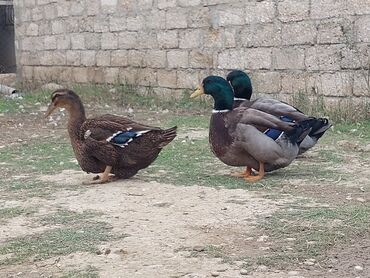Ördəklər: 1 cüt Orginal Qan Ruan ördəyi tam sağlam aktiv ördəylərdi 6 — 5