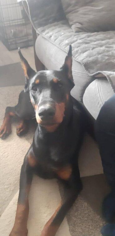 Psi: Stenci dobermana na prodaju sa papirama, ostenjeni 12.juna. Papiri se — 12