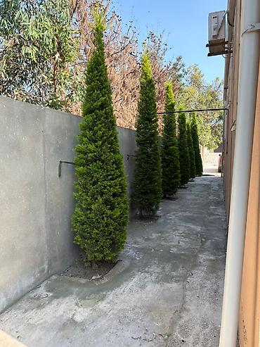 ağdaş emlak: Bakı, Buzovna, 180 kv. m, 5 otaqlı, Hovuzsuz, İnternet, Kanalizasiya, Kombi — 9