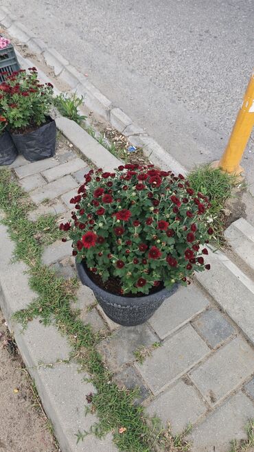 Çöl bitkiləri: 1.50 aznden başlayan qiymətlərlə Xrizantema (Chrysanthemum) bəzək — 11