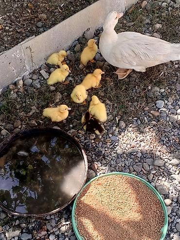 bakida cins ineklerin satisi: Ördəklər — 1