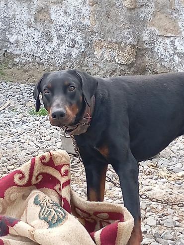 doberman satışı: Doberman, Erkək, Peyvəndli — 4