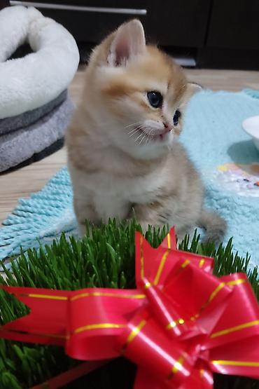 Pişiklər: Qızıl şinşilla, Erkək, Yaxşı əllərə, Ünvandan götürmə — 1