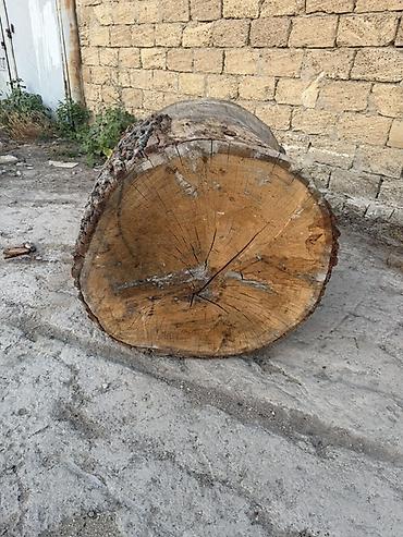 2 ci əl yolka: 🌳 ƏSL PALID KÖTÜKLƏRİ SATILIR! 🌳 Belə kötüklər hər yerdə tapılmır! — 6