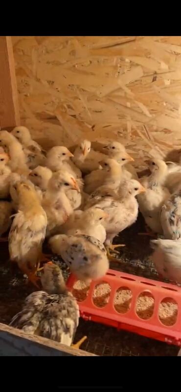 продаю яицо: Продаем цыплят разных возрастов (месяц, 2 недели, неделя и суточные)
