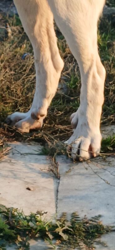 İtlər: Qurdbasar, 1 il, Erkek, Peyvəndli, Ödənişli çatdırılma — 8