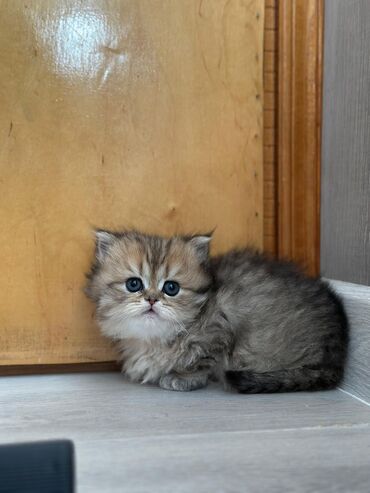 Pişiklər: Şinşilla, Dişi, Erkək, Yaxşı əllərə, Ödənişli çatdırılma, Ünvandan götürmə, Pulsuz çatdırılma — 4