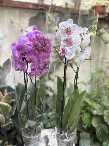 Otaq bitkiləri: Vatsapp mövcuddur!. Çatdırılma metrolara, Şamaxinkaya mövcuddur və -da lalafo.az — 11 Otaq bitkiləri: Vatsapp mövcuddur!. Çatdırılma metrolara, Şamaxinkaya mövcuddur və — 11